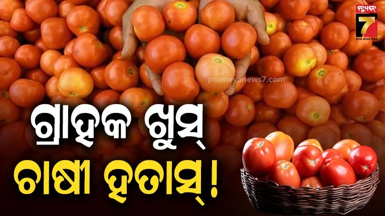 tamato-price-crash-ଟମାଟର-ଦର-ହ୍ରାସ-ଯୋଗୁ-ଚାଷୀ-ହତାସ