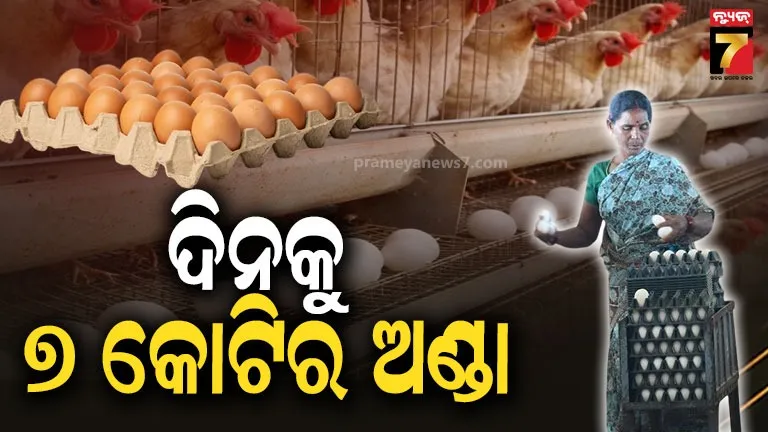egg-city:-ପ୍ରତିଦିନ-ଦେଶକୁ-ପ୍ରଚୁର-ଅଣ୍ଡା-ଯୋଗାଉଥିବା-ସହର,-କତାରରୁ-ଓମାନ-ଭାରି-ଡିମାଣ୍ଡ