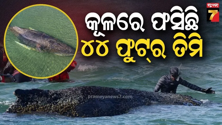 whale-stranded:-ସମୁଦ୍ର-କୂଳରେ-୨୫-ଦିନ-ହେଲା-ଫସି-ରହିଛି-ବିଶାଳ-ତିମି,-ବଞ୍ଚାଇବାକୁ-ଚାଲିଛି-ଶେଷ-ପ୍ରୟାସ