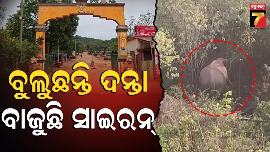 ସାବଧାନ…-ଶିଖରଚଣ୍ଡୀ-ବୁଲୁଛନ୍ତି-ଦୁଇଟି-ଦନ୍ତା