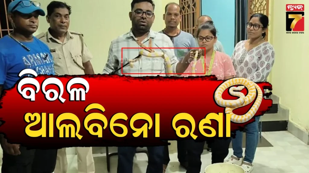 ଭଦ୍ରକରୁ-ବିରଳ-ଆଲବିନୋ-ରଣା-ଉଦ୍ଧାର