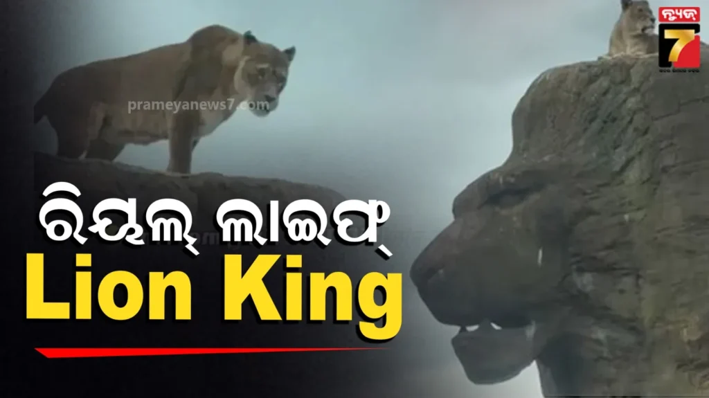 ଜଙ୍ଗଲରେ-ରିକ୍ରିଏଟ୍-ହେଲା-‘the-lion-king’;-ରିୟଲ୍-ଲାଇଫ୍-‘ସିମ୍ବା’-ମୁମେଣ୍ଟ