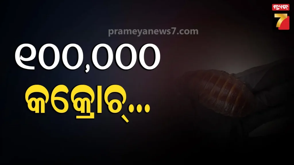 ସରୀସୃପଙ୍କ-ଖାଦ୍ୟ,-ଲକ୍ଷେ-ବିରଳ-ଅସରପା,-ଦାମ୍-୨-ଲକ୍ଷ-ଅଷ୍ଟ୍ରେଲୀୟ-ଡଲାର;-କାହିଁକି-ଚଢାଉ-କରି-ଧରିଲା-ପୋଲିସ